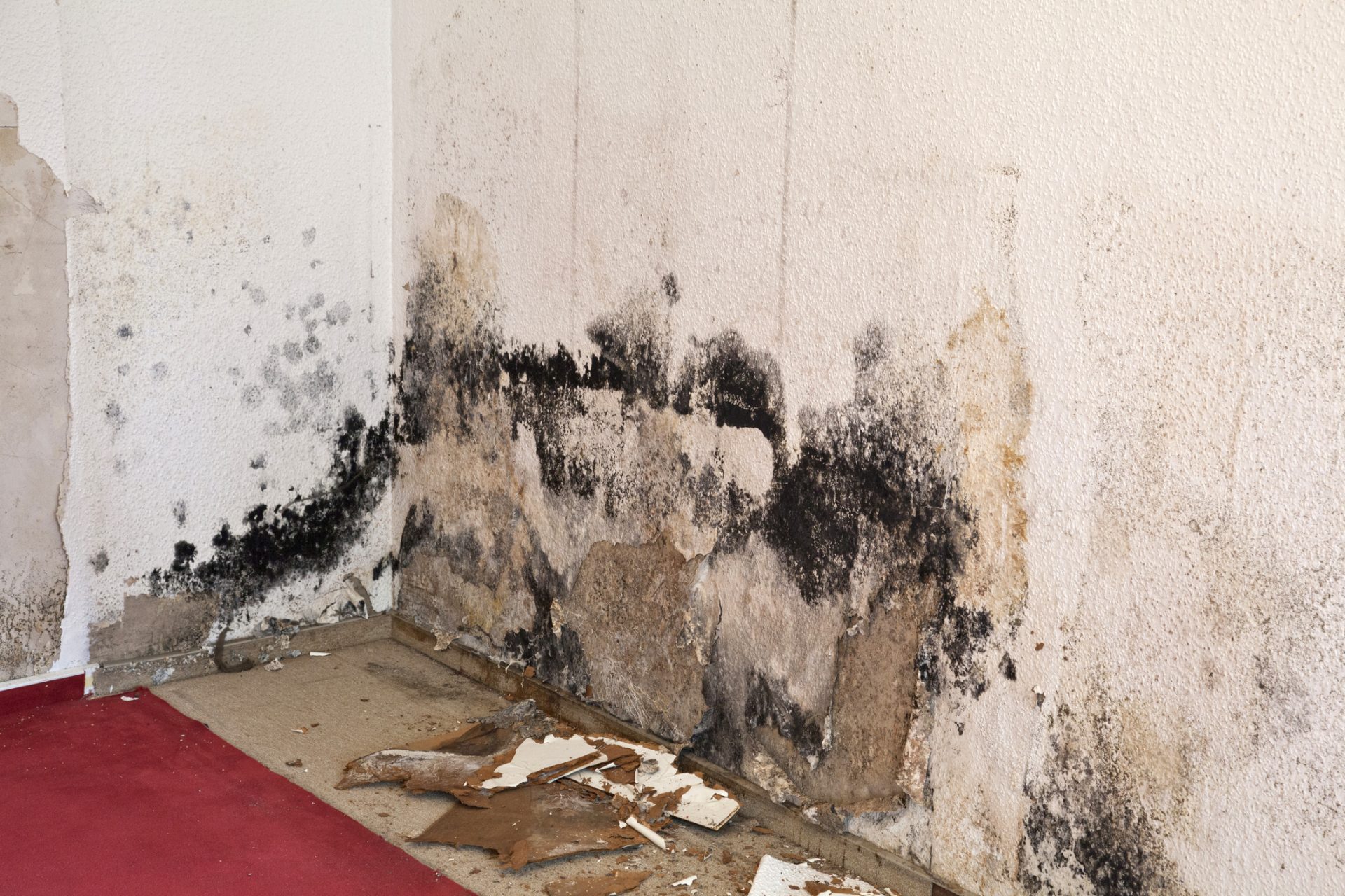 Mould, mouldy walls, housing disrepair, housing disrepair issues